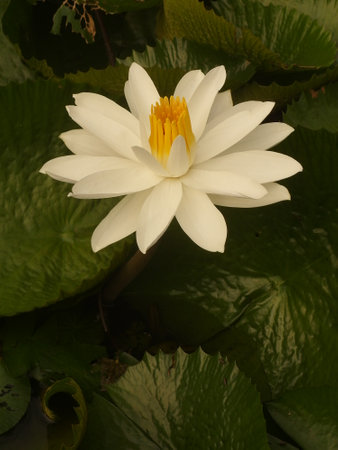 White water lily in a pond with green leaves in the backgroundの写真素材