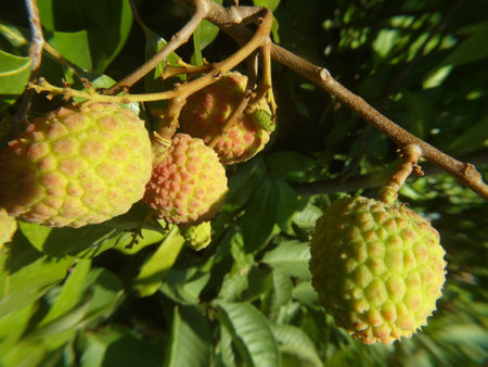 Ripe lychee fruits on the branches of a tree.