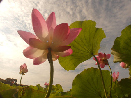 lotus flower in the park at sunset, beautiful photo digital pictureの写真素材