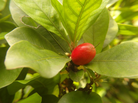 Miculous Berry, Miracle Fruit, Miraculous Berry transforms the sour and tart fruit into something sweetの写真素材