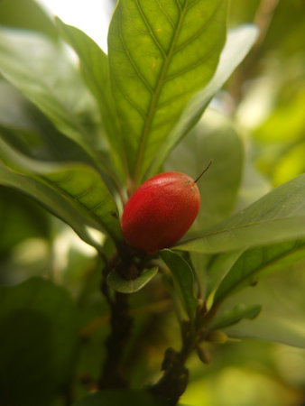 Miculous Berry, Miracle Fruit, Miraculous Berry transforms the sour and tart fruit into something sweetの写真素材