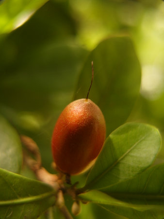 Miculous Berry, Miracle Fruit, Miraculous Berry transforms the sour and tart fruit into something sweetの写真素材