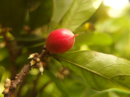 Miculous Berry, Miracle Fruit, Miraculous Berry transforms the sour and tart fruit into something sweetの写真素材