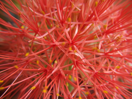 Blood Lily, Cape Tulip, Close up of red spider lily flower (Callistemon)の写真素材