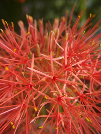 Blood Lily, Cape Tulip,Red spider lily flower in the garden, closeup of photo