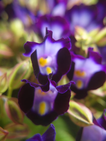 Torenia, Wishbone Flower, Purple flowers in the garden. Shallow depth of field.の写真素材