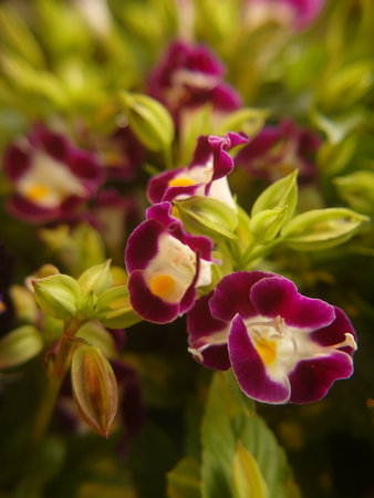 Torenia, Wishbone Flower, Beautiful purple flowers in the garden. Selective focus. Shallow DOF.の写真素材