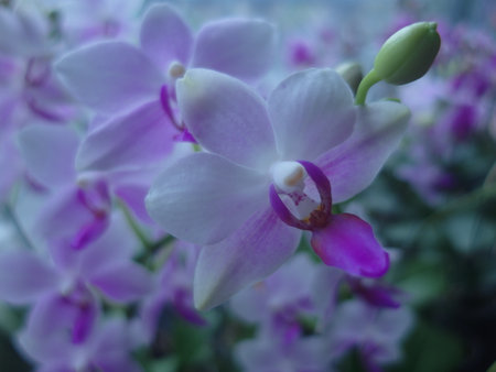 Beautiful purple and white orchids, phalaenopsis