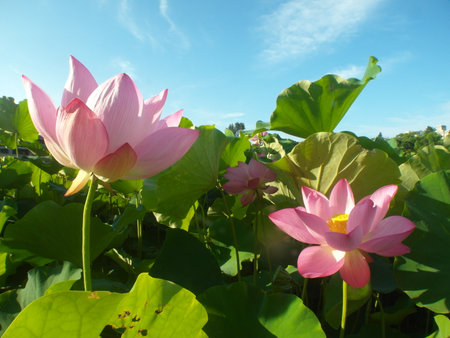 Lotus flower blooming in the pond at sunny summer day.の写真素材