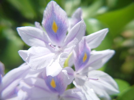 Water Hyacinth flower in the garden, soft focus and shallow DOF.の写真素材