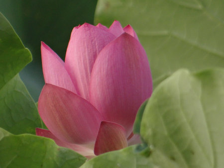 Lotus flower blooming in the summer pond, close-upの写真素材