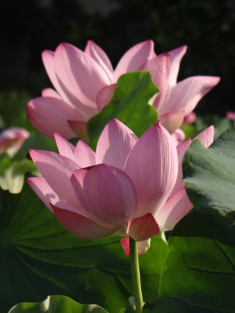 Lotus flower blooming in the summer, close-up.の写真素材