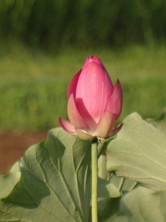 Lotus flower and Lotus flower plants in the pond. Nelumbo nuciferaの写真素材