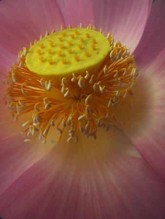 lotus flower with pollen and yellow stamens in closeupの写真素材