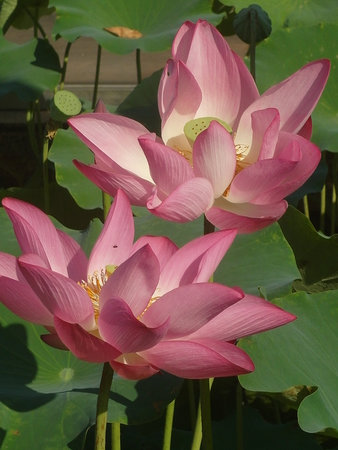 Lotus flower and Lotus flower plants in the pond. Beautiful lotus flower.の写真素材