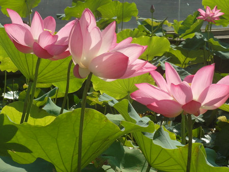 Lotus flower and Lotus flower plants in the pond. Nelumbo nucifera.の写真素材