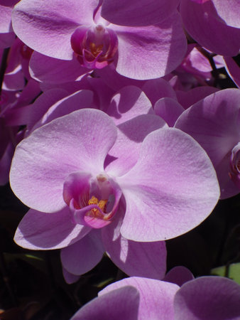 pink orchids in the botanical garden of Prague, Czech Republicの写真素材