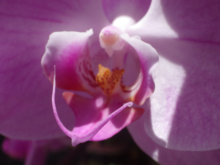 Close up of pink orchid flower - phalaenopsis.の写真素材