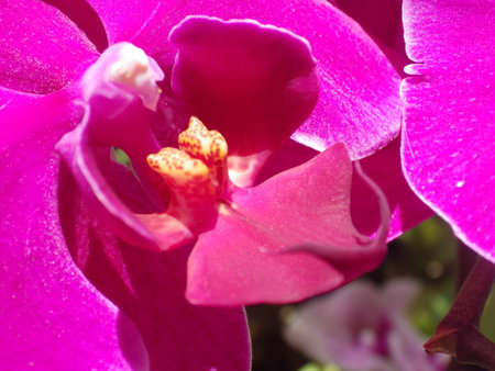 Beautiful pink orchid close-up. Natural background. Selective focus.の写真素材