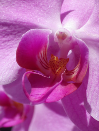 Close up of a pink orchid flower with a blurred background.の写真素材