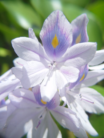 water hyacinth flower in the garden, shallow depth of fieldの写真素材