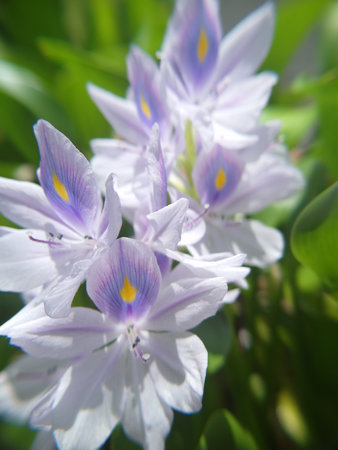 Eichhornia crassipes, commonly known as water hyacinthの写真素材