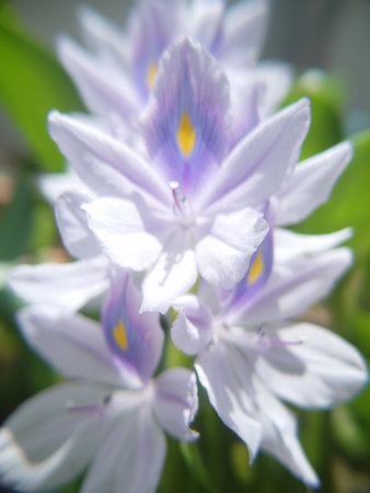 Water Hyacinth, Eichhornia crassipes L.の写真素材
