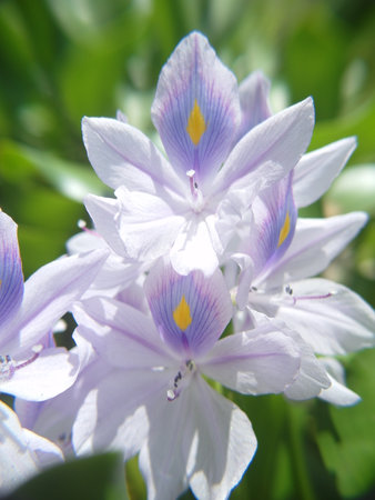 water hyacinth flower blooming in the garden. soft focusの写真素材