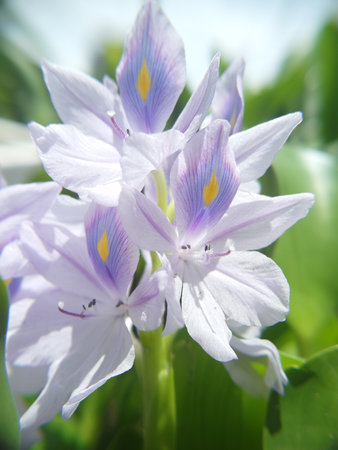 water hyacinth flower close up, soft focus, shallow DOFの写真素材