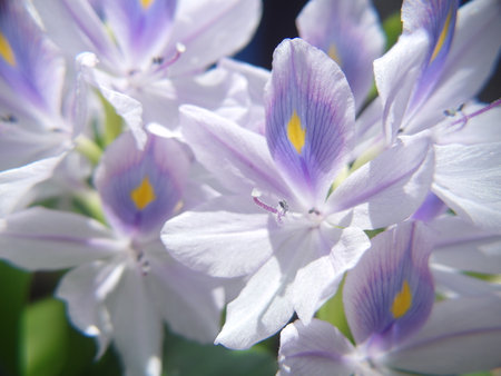 Water Hyacinth, Eichhornia crassipes, close-upの写真素材