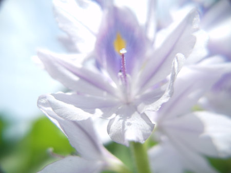 water hyacinth flower blooming in the garden, soft focusの写真素材
