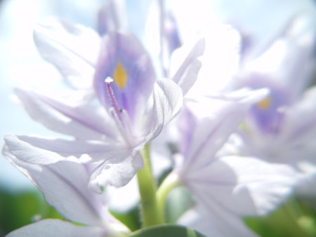 Water Hyacinth, Eichhornia crassipes.の写真素材