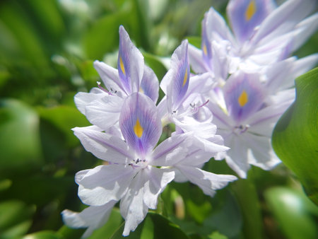 water hyacinth flower in nature garden, soft focus, shallow DOFの写真素材
