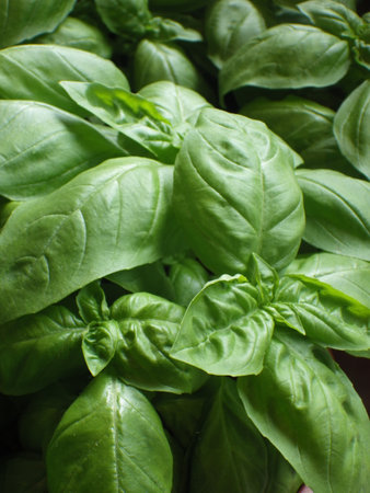 Fresh basil herb leaves close up. Food background. Top view.の写真素材