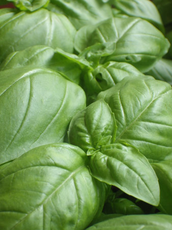 Fresh basil leaves, close-up, macro, selective focus.の写真素材