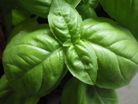 Close up of fresh green basil growing in a pot. Natural background.の写真素材