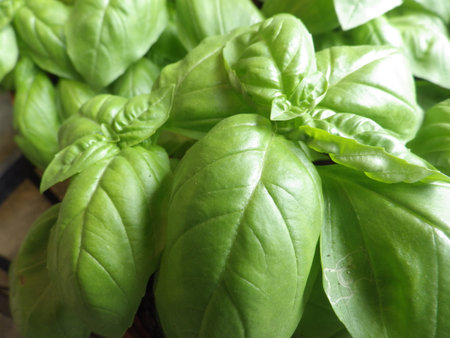 Fresh basil leaves in pot, closeup. Organic food background.の写真素材