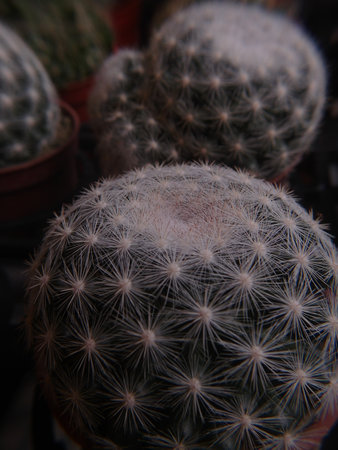 cactus in a pot, close up of cactus in potの写真素材