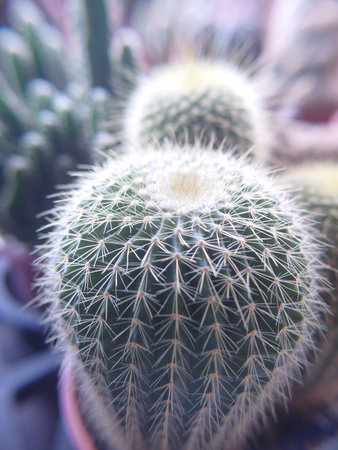 Cactus in a pot on the table. Close-up.の写真素材