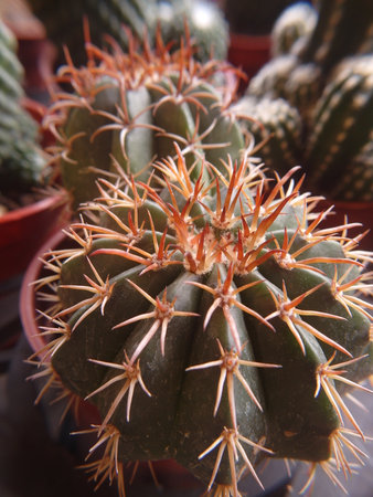 cactus in the pot on the table, closeup of photoの写真素材