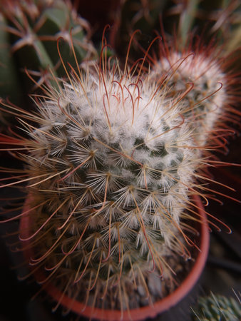 Cactus with heart shaped thorns, cactus in a potの写真素材