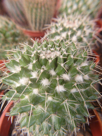cactus in the pot at the garden. Close up cactusの写真素材
