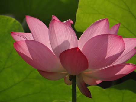 Lotus flower and Lotus flower plants in the pond. The beauty of the lotus flower.の写真素材