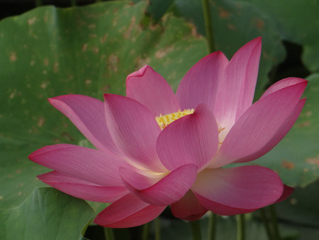 Lotus flower blooming in the pond. Shallow depth of field.の写真素材