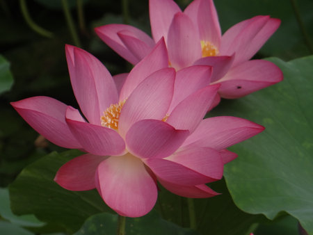 Lotus flower blooming in the pond, closeup of photoの写真素材