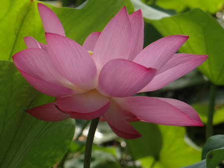 Pink lotus flower blooming in the pond with green leaves.の写真素材