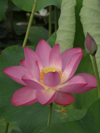 Lotus flower and Lotus flower plants in the pond. The beauty of the lotus flower.の写真素材