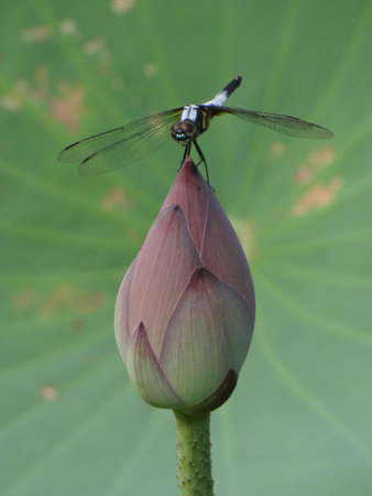 Dragonfly on a lotus flower in the pond, Thailand.の写真素材