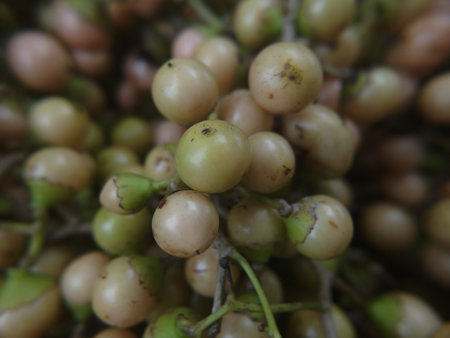 Bird Lime Tree, Cummingcordia, Sebastian Plum Cordia, washed, cooked, pickled, and processed into...