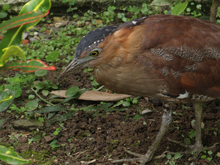 Malayan Night Heron feeds mainly on earthworms